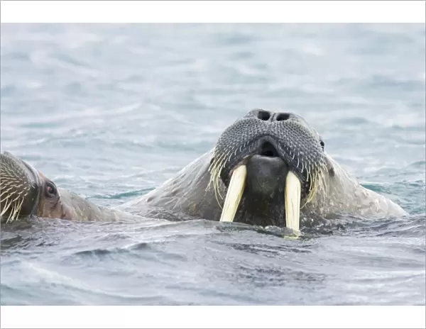 Walrus - Male in sea - Svalbard (Spitsbergen) - Norway MA001782