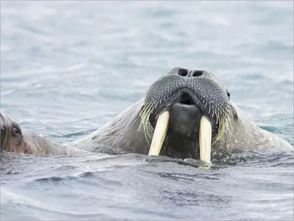 Walrus - Male in sea - Svalbard (Spitsbergen) - Norway MA001782