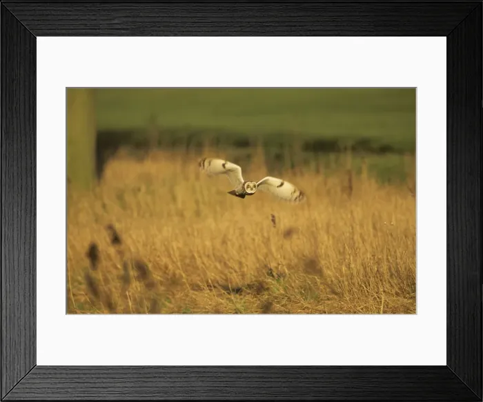 Framed Print : Short Eared Owl - Hunting Norfolk, UK BI006921 Framed Print : Short Eared Owl - Hunting Norfolk, UK BI006921