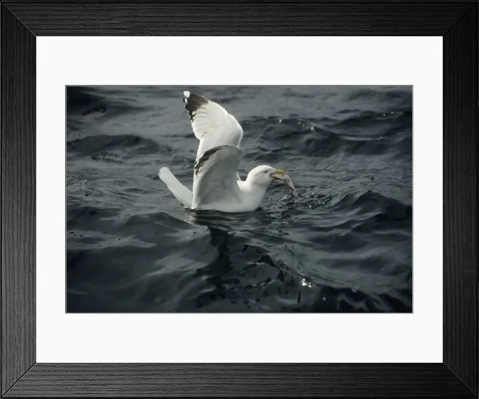Framed Print : Herring Gull - With fish at sea UK BI006844 Framed Print : Herring Gull - With fish at sea UK BI006844