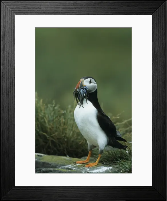 Framed Print : Puffin - With Sandeels Farne Islands, UK BI008590 Framed Print : Puffin - With Sandeels Farne Islands, UK BI008590