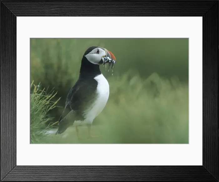 Framed Print : Puffin - With Sandeels Farne Islands UK BI004328 Framed Print : Puffin - With Sandeels Farne Islands UK BI004328