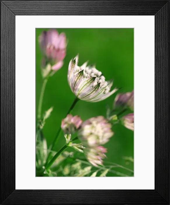 Framed Print : Astrantia major - the petals resemble a tiffany lamp. The plant is a border perennial that flowers throughout summer into autumn Framed Print : Astrantia major - the petals resemble a tiffany lamp. The plant is a border perennial that flowers throughout summer into autumn