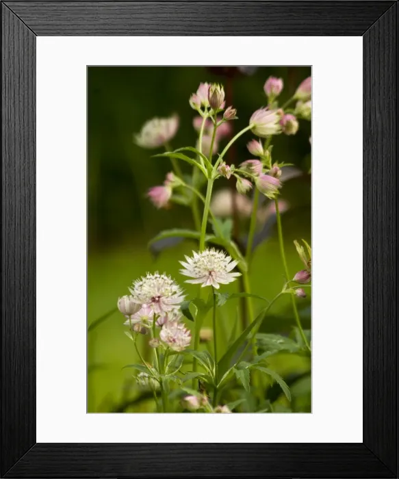 Framed Print : Astrantia major - a border perennial that flowers right through till autumn Framed Print : Astrantia major - a border perennial that flowers right through till autumn