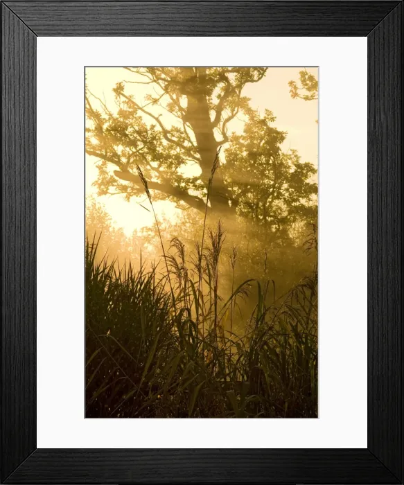 Framed Print : Sunrise - dawn lights up through mist behind reed grasses Autumn. Oxfordshire, UK Framed Print : Sunrise - dawn lights up through mist behind reed grasses Autumn. Oxfordshire, UK