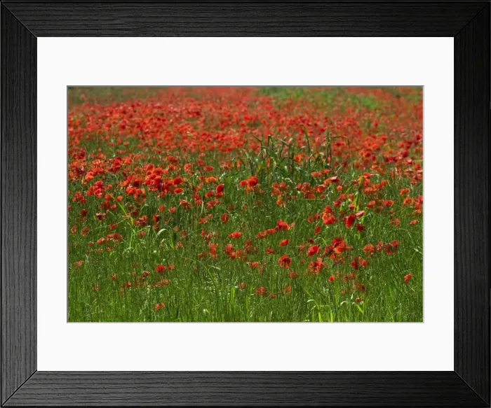 Framed Print : Common Poppies - a field of poppies in June, Oxfordshire, England Framed Print : Common Poppies - a field of poppies in June, Oxfordshire, England