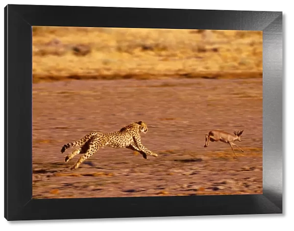 Cheetah - chasing Steenbok (Raphicerus campestris) Nxai Pan, Botswana, Africa