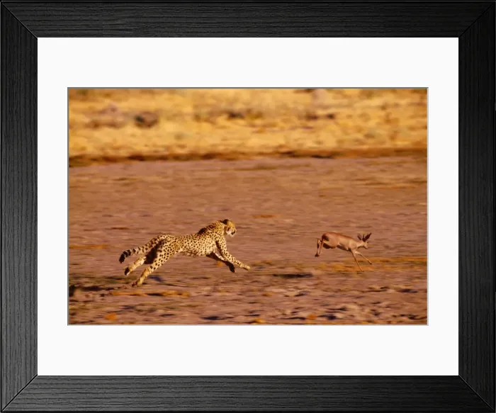 Framed Print : Cheetah - chasing Steenbok (Raphicerus campestris) Nxai Pan, Botswana, Africa Framed Print : Cheetah - chasing Steenbok (Raphicerus campestris) Nxai Pan, Botswana, Africa