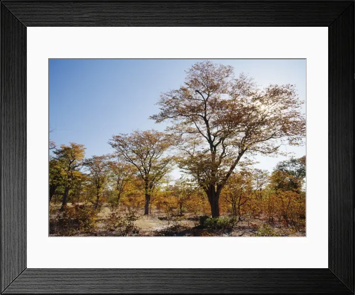 Framed Print : Mopane Woodland In autumn, Botswana, Africa Framed Print : Mopane Woodland In autumn, Botswana, Africa