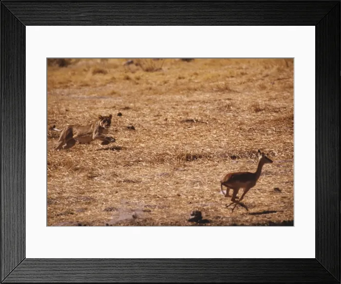Framed Print : Lioness - chasing Antelope Framed Print : Lioness - chasing Antelope