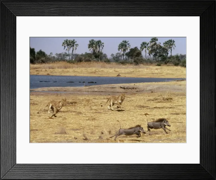 Framed Print : Lions Chasing warthogs by lagoon, Moremi Framed Print : Lions Chasing warthogs by lagoon, Moremi