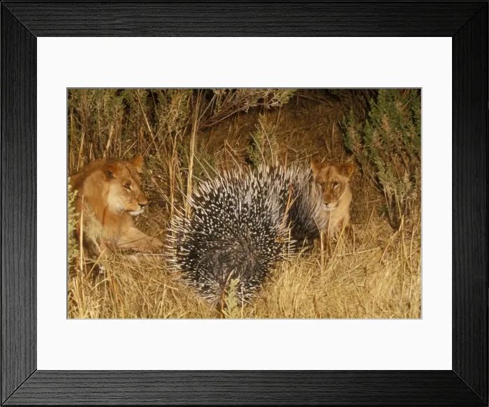 Framed Print : Lion With porcupine. Okavango, Botswana, Africa Framed Print : Lion With porcupine. Okavango, Botswana, Africa