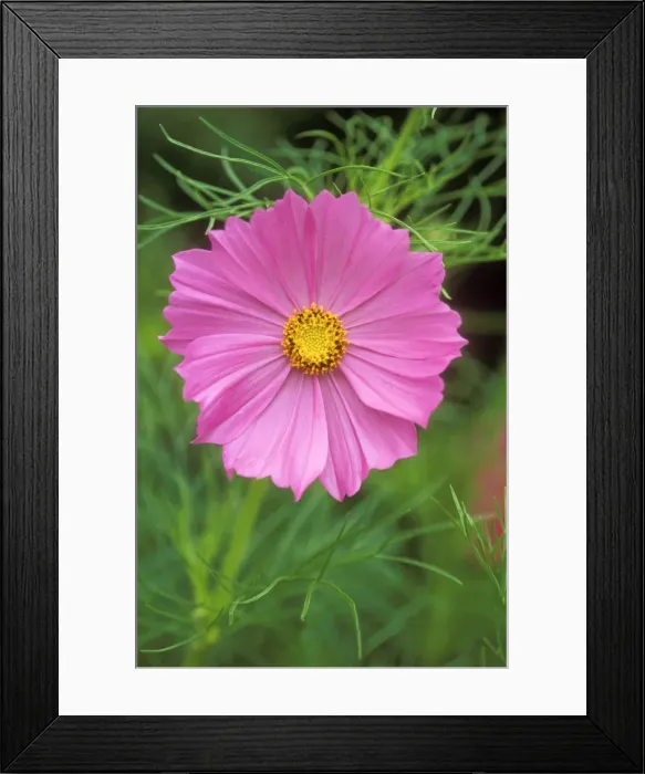Framed Print : Cosmos Bipinnatus Psycho july flowering, Wakehurst place, West Sussex, UK Framed Print : Cosmos Bipinnatus Psycho july flowering, Wakehurst place, West Sussex, UK