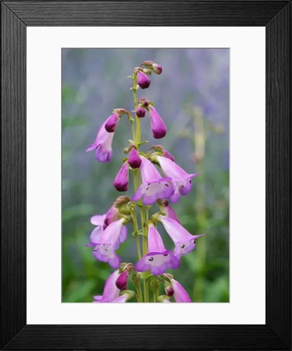 Framed Print : Penstemon Alice Hindley - flowering, july. Nymans Gardens National Trust, West Sussex, UK Framed Print : Penstemon Alice Hindley - flowering, july. Nymans Gardens National Trust, West Sussex, UK