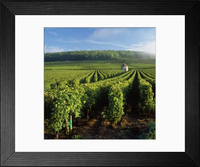 Framed Print : Vineyard - at Savi les Beanne France