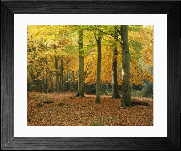 Framed Print : Beech Trees - in autumn New Forest, UK Framed Print : Beech Trees - in autumn New Forest, UK