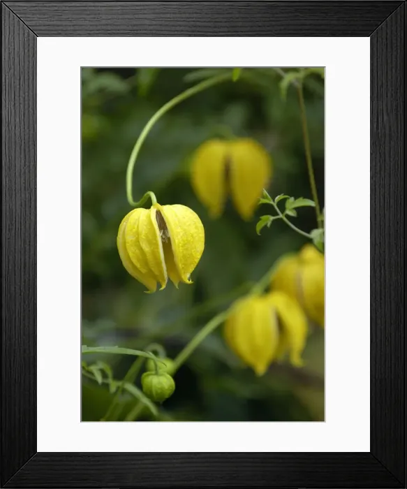 Framed Print : Clematis Bill McKenzie East Sussex Garden, UK Framed Print : Clematis Bill McKenzie East Sussex Garden, UK