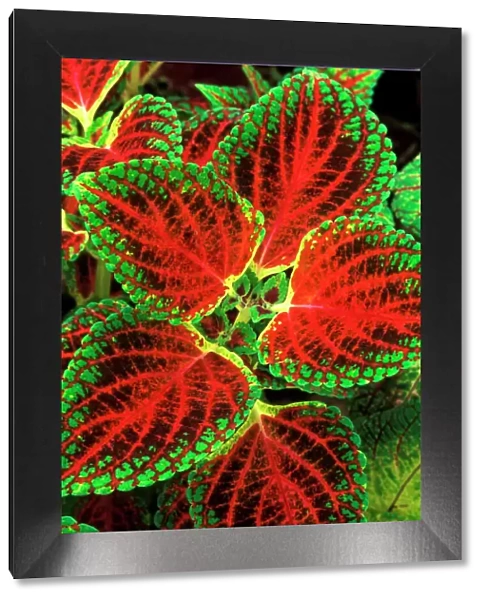 Coleus 'Winsome' - (under glass) in beautiful Victorian greenhouses at West Dean Gardens, West Sussex. UK. September