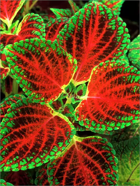 Coleus 'Winsome' - (under glass) in beautiful Victorian greenhouses at West Dean Gardens, West Sussex. UK. September