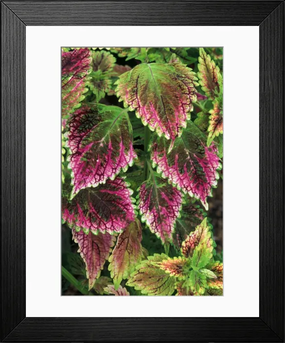 Framed Print : Coleus'Nettie - (under glass) in beautiful Victorian greenhouses at West Dean Gardens, West Sussex. UK. September Framed Print : Coleus'Nettie - (under glass) in beautiful Victorian greenhouses at West Dean Gardens, West Sussex. UK. September