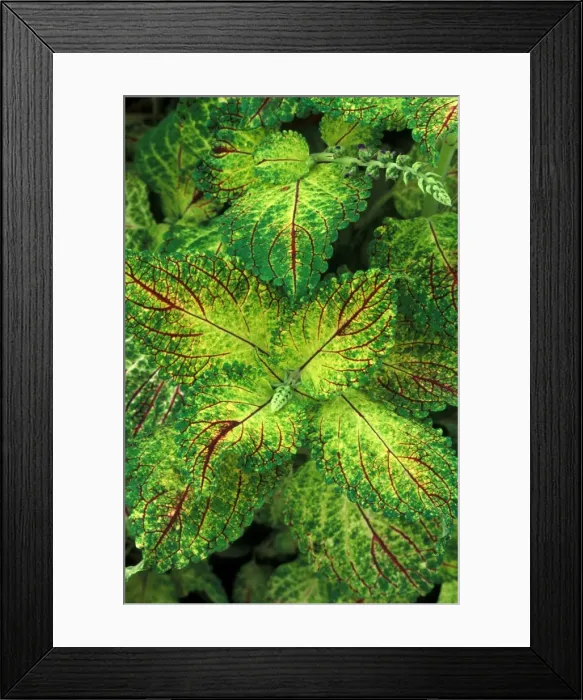 Framed Print : Coleus Pecos - (under glass) in beautiful Victorian greenhouses at West Dean Gardens, West Sussex. UK. September Framed Print : Coleus Pecos - (under glass) in beautiful Victorian greenhouses at West Dean Gardens, West Sussex. UK. September