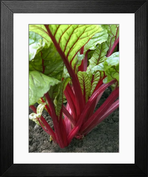 Framed Print : Swiss Chard - planted within the parterre, both practical & colourful display Loire, France September Framed Print : Swiss Chard - planted within the parterre, both practical & colourful display Loire, France September