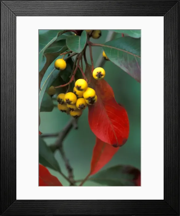 Framed Print : Stranvaesia Fructulateo - semi evergreen shrub - leaves turn to red in winter. UK. January Framed Print : Stranvaesia Fructulateo - semi evergreen shrub - leaves turn to red in winter. UK. January