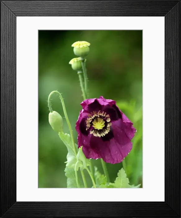 Framed Print : Opium Poppy - flowers in mid summer and followed by grey / green seepods that are widely used in dried flower displays. Devon garden in June. UK Framed Print : Opium Poppy - flowers in mid summer and followed by grey / green seepods that are widely used in dried flower displays. Devon garden in June. UK