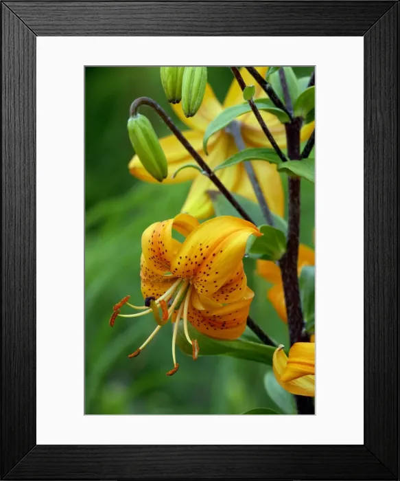 Framed Print : Turk's-cap Lily bears up to 20 pendulous orange flowers with conspicuous dark spots - flowers mid to late summer. Kent garden, UK June Framed Print : Turk's-cap Lily bears up to 20 pendulous orange flowers with conspicuous dark spots - flowers mid to late summer. Kent garden, UK June