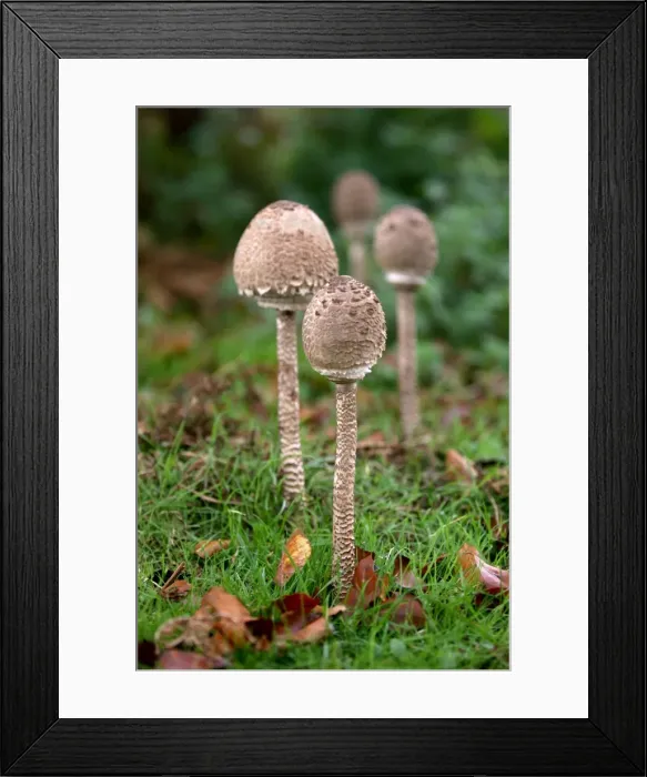 Framed Print : Parasol Mushroom - Habitat - in open woods & pastures. A group of young parasols prior to the cap flattening and the veil emerging. Kent deer park, UK - October. Edibility - excellent Framed Print : Parasol Mushroom - Habitat - in open woods & pastures. A group of young parasols prior to the cap flattening and the veil emerging. Kent deer park, UK - October. Edibility - excellent