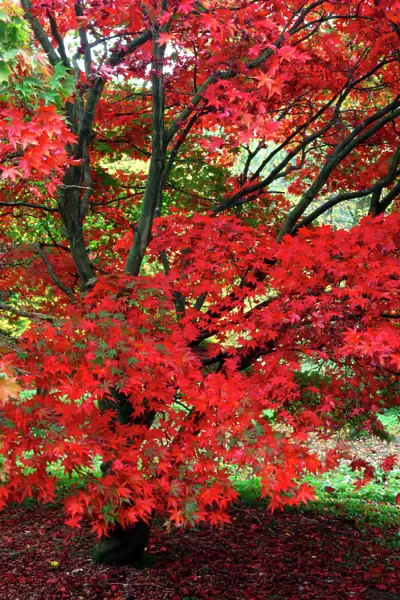Acer palmatum - Autumn colour at Winkwort Arboretum, Surrey, UK. October. The park has examples of maple that originate from Norway, Japan & America