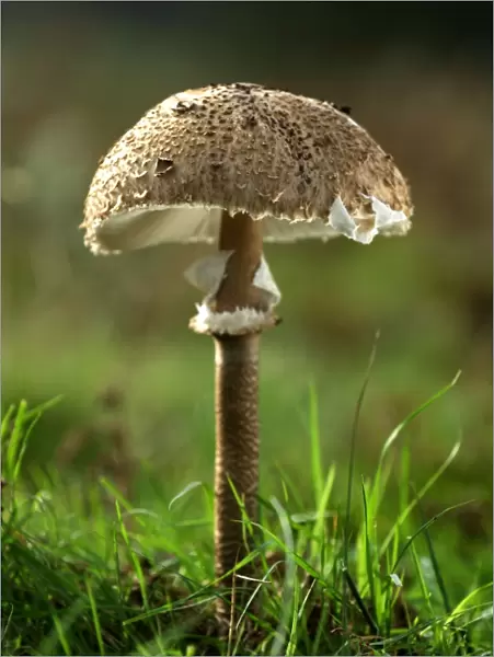 Parasol Mushroom - Habitat - in open woods & pastures. Kent deer park, UK. October. Edibility - excellent