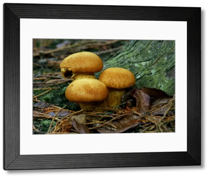 Framed Print : Fungi - Pholiota squarrosa - Habitat - in dense tufts at the base of living broad-leaf and occasionally coniferous trees. East Sussex woods, UK. October. Inedible Framed Print : Fungi - Pholiota squarrosa - Habitat - in dense tufts at the base of living broad-leaf and occasionally coniferous trees. East Sussex woods, UK. October. Inedible