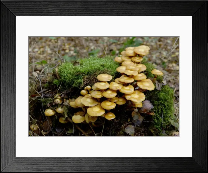 Framed Print : Fungi - Galerina mutabilis - Habitat - in dense clusters on trunks or stumps of deciduous trees. Kent nature park, UK - October. Quite good to eat Framed Print : Fungi - Galerina mutabilis - Habitat - in dense clusters on trunks or stumps of deciduous trees. Kent nature park, UK - October. Quite good to eat
