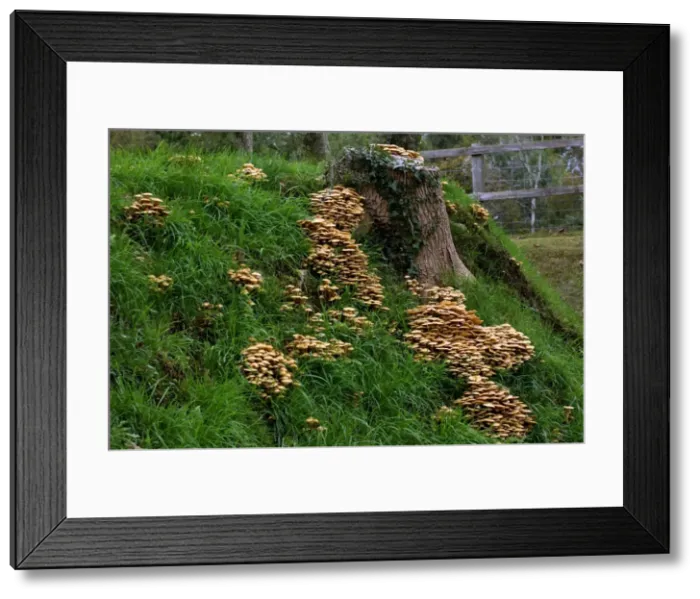 Framed Print : Fungi - Honey or Boot-lace Fungus - Habitat - dense clusters around trunks or stumps of deciduous and coniferous trees. This is a dangerous parasite and causes ultimate death of many trees. Kent, UK - October Framed Print : Fungi - Honey or Boot-lace Fungus - Habitat - dense clusters around trunks or stumps of deciduous and coniferous trees. This is a dangerous parasite and causes ultimate death of many trees. Kent, UK - October