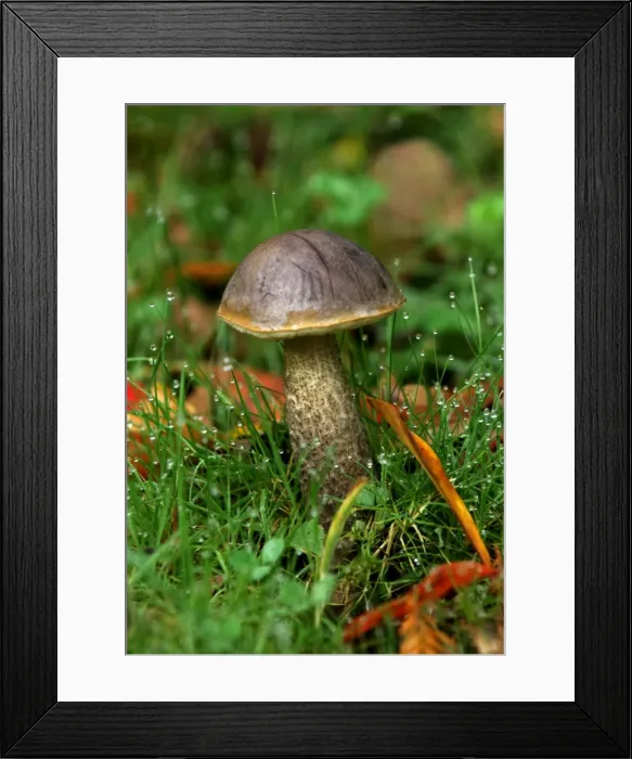 Framed Print : Fungi - Leccinum variicolor - Habitat - with birch. East Sussex woods, UK. October. Edible Framed Print : Fungi - Leccinum variicolor - Habitat - with birch. East Sussex woods, UK. October. Edible