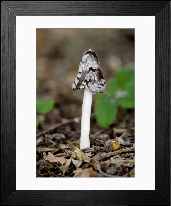 Framed Print : Fungi - Magpie Fungus - Habitat - on alkaline soil. usually in beech woods. Bedgebury, The National Pinetum, Kent, UK. October. Poisonous Framed Print : Fungi - Magpie Fungus - Habitat - on alkaline soil. usually in beech woods. Bedgebury, The National Pinetum, Kent, UK. October. Poisonous