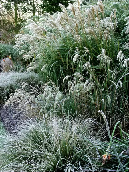 Grasses - Miscanthus sinensis 'Graziella'; Carex muskingumensis & Molina caerulea. Sharp November frost adds a filigree effect to grasses in a garden border. Kent garden. UK