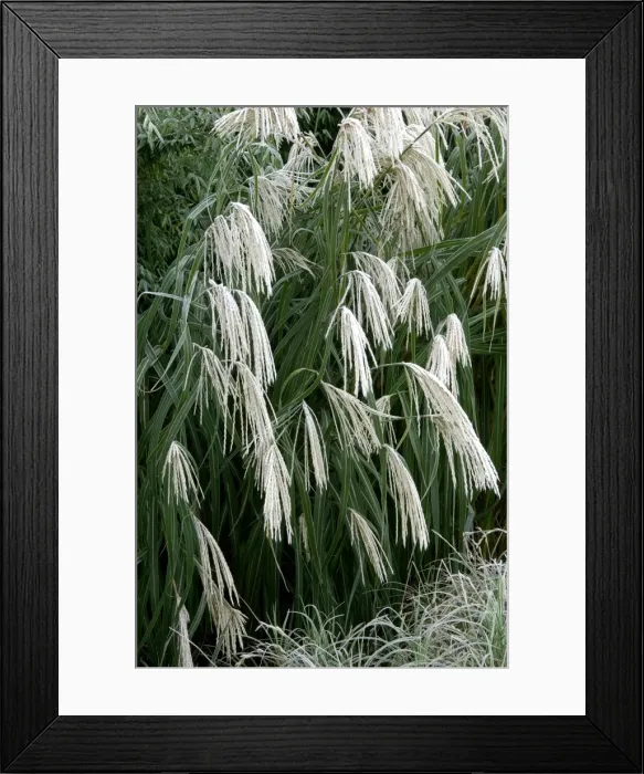 Framed Print : Miscanthus sinensis Graziella - frosted in winter border. Kent - UK. November Framed Print : Miscanthus sinensis Graziella - frosted in winter border. Kent - UK. November