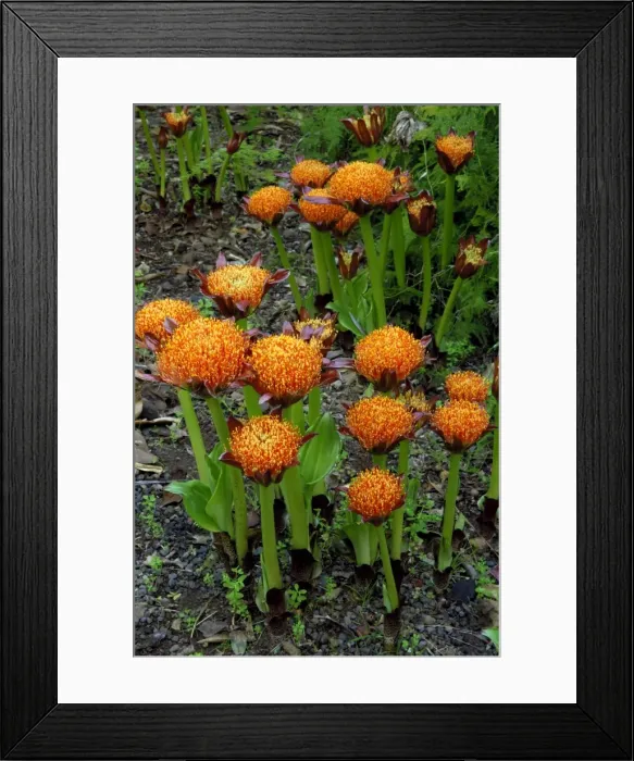 Framed Print : Haemanthus puniceus - Botanical Gardens, Puerto de la Cruz, Tenerife. February Framed Print : Haemanthus puniceus - Botanical Gardens, Puerto de la Cruz, Tenerife. February