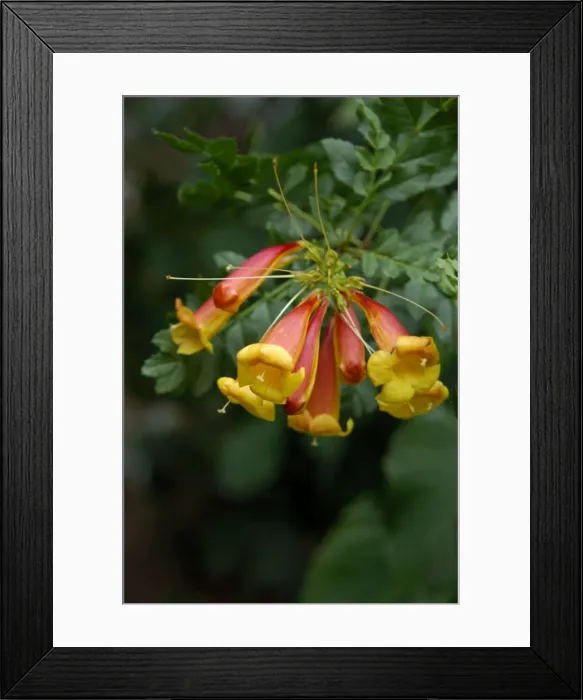 Framed Print : Cape Honeysuckle - a shrub or small tree that is evergreen and a scrambling climber. Palmitos Park, Gran Canaria. February Framed Print : Cape Honeysuckle - a shrub or small tree that is evergreen and a scrambling climber. Palmitos Park, Gran Canaria. February