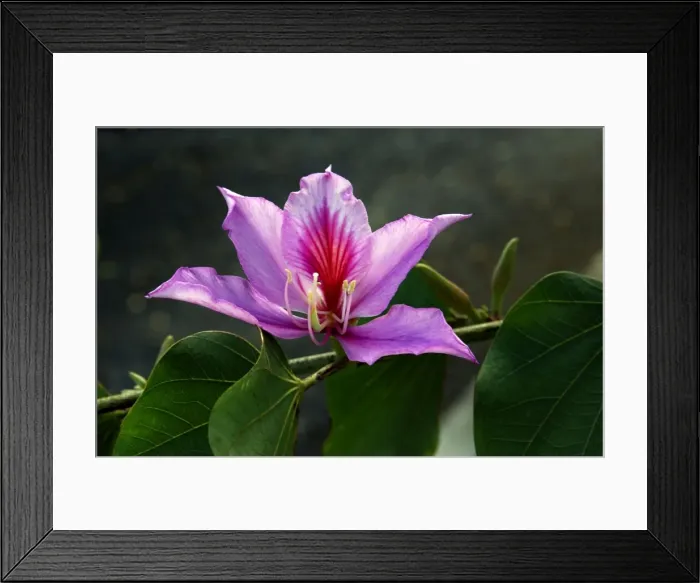 Framed Print : Bauhinia - Small town garden in Gran Canaria. The flower of this deciduous tree. February Framed Print : Bauhinia - Small town garden in Gran Canaria. The flower of this deciduous tree. February