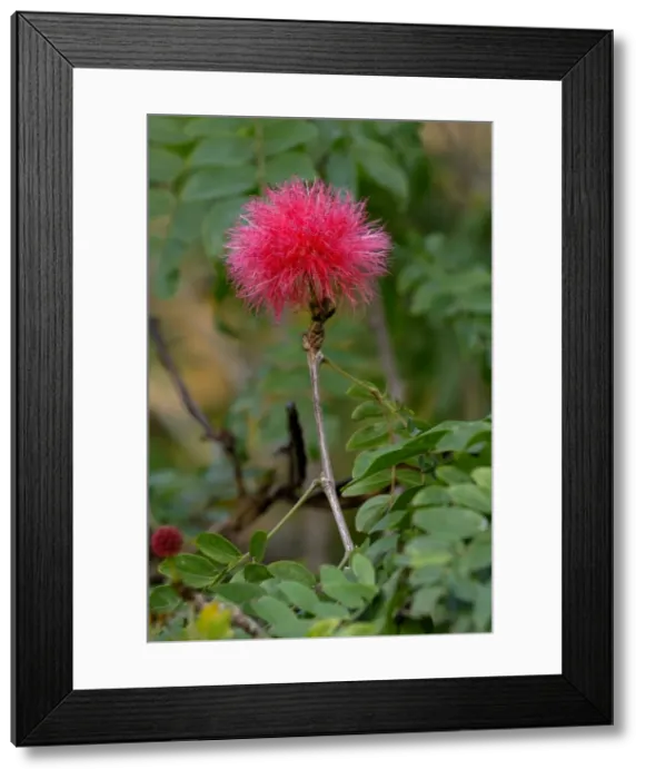 Framed Print : Red Powderpuff - Botanical Gardens, Puerto de la Cruz, Tenerife. Feb. This is the pink form of the evergreen spreading shrub Framed Print : Red Powderpuff - Botanical Gardens, Puerto de la Cruz, Tenerife. Feb. This is the pink form of the evergreen spreading shrub