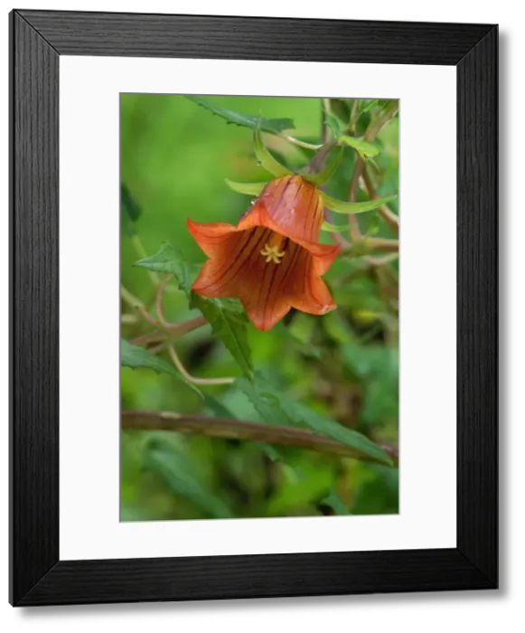 Framed Print : Canary Island Bellflower - photographed in the wild in hilly northern region of Gran Canaria. This plant is endemic to the Canary Islands. February Framed Print : Canary Island Bellflower - photographed in the wild in hilly northern region of Gran Canaria. This plant is endemic to the Canary Islands. February