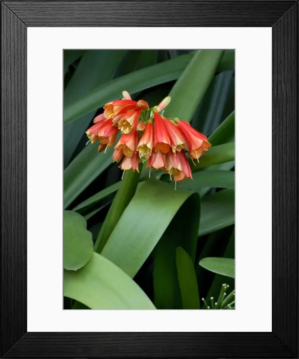 Framed Print : Cordia gerascanthus - Botanical Gardens, Puerto de la Cruz, Tenerife. February Framed Print : Cordia gerascanthus - Botanical Gardens, Puerto de la Cruz, Tenerife. February