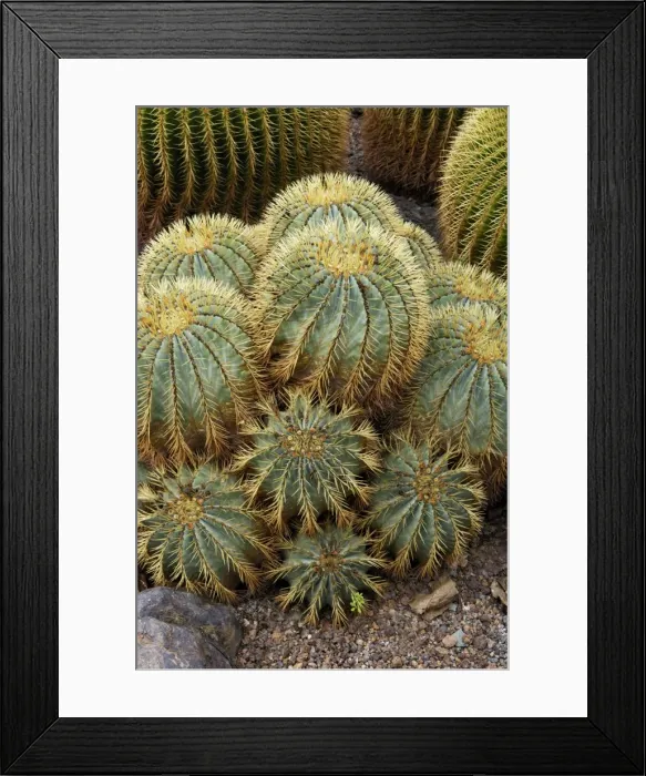 Framed Print : Golden Barrel Cactus - Jardin de la Marquesa Botanical Gardens, Arucas, Gran Canaria. February. A garden devoted almost entirely to cactus growing Framed Print : Golden Barrel Cactus - Jardin de la Marquesa Botanical Gardens, Arucas, Gran Canaria. February. A garden devoted almost entirely to cactus growing