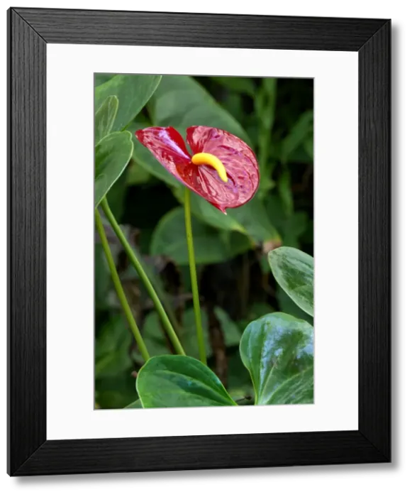 Framed Print : Anthurium - common name Tail Flower - evergreen, erect perennial. Botanical Gardens, Las Palmas, Gran Canaria. February Framed Print : Anthurium - common name Tail Flower - evergreen, erect perennial. Botanical Gardens, Las Palmas, Gran Canaria. February