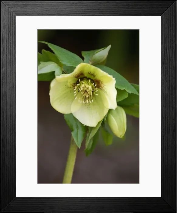 Framed Print : Helleborus orientalis - a garden hybrid - a hardy semi- evergreen perennial. Hellebores grow well in shade or semi-shade, in moist conditions from winter to late spring. Kent garden - March Framed Print : Helleborus orientalis - a garden hybrid - a hardy semi- evergreen perennial. Hellebores grow well in shade or semi-shade, in moist conditions from winter to late spring. Kent garden - March