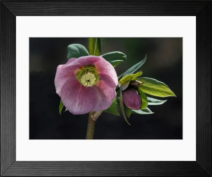 Framed Print : Helleborus orientalis - a garden hybrid - a hardy semi- evergreen perennial. Hellebores grow well in shade or semi-shade during winter to late spring. Kent garden. March Framed Print : Helleborus orientalis - a garden hybrid - a hardy semi- evergreen perennial. Hellebores grow well in shade or semi-shade during winter to late spring. Kent garden. March