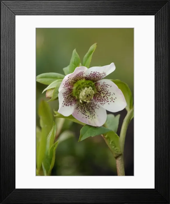 Framed Print : Helleborus orientalis - White Spotted - garden hybrid. One of many variations of hybrids developed from the orientalis. Hellebores grow well in shade and semi-shade, moist soil, and are hardy perennials. East Sussex garden - UK. March Framed Print : Helleborus orientalis - White Spotted - garden hybrid. One of many variations of hybrids developed from the orientalis. Hellebores grow well in shade and semi-shade, moist soil, and are hardy perennials. East Sussex garden - UK. March